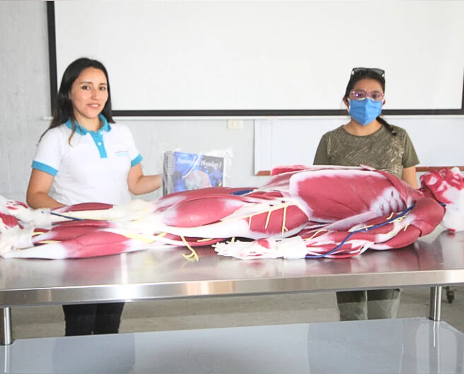 Universidad Nacional San Luis Gonzaga incorpora modelo anatómico SynDaver para fortalecer la enseñanza médica